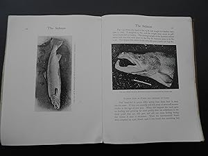 Imagen del vendedor de LIFE-HISTORY AND HABITS OF THE SALMON, SEA-TROUT, TROUT, AND OTHER FRESHWATER FISH. a la venta por J. R. Young