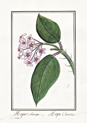 "Hoyer Charnu = Hoya Carnosa" - Wachsblume Porzellanblume wax flower / Botanik botany / Blume flo...