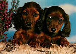 Postkarte Carte Postale 73927126 Dackel Dachshund Teckel Hunde dogs Chiens Cani Hunde