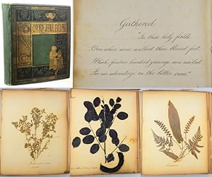 [PRESSED FLOWER ALBUM OF PLANTS FROM THE HOLY LAND AND MIDDLE EAST]. Collection of 30 pressed sam...