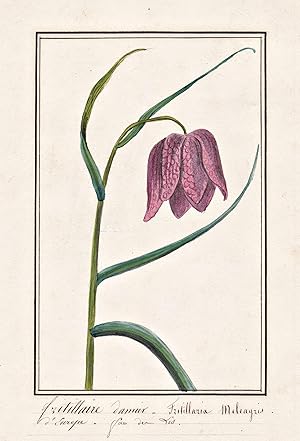 "Frittilaire damier = Fritillaria Meleagris" - Schachbrettblume snake's head fritillary / Botanik...