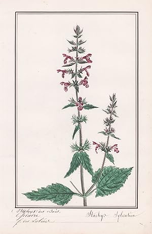 "Epiaire Stachys des bois = Stachys sylvatica" - Ziest / Botanik botany / Blume flower / Pflanze ...