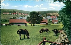 Ansichtskarte Neuhaus Solling Trakehner Pferde (Nr.9601)