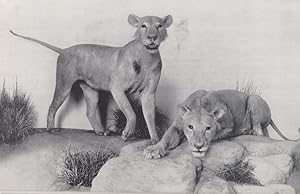 Man Eating Lions Of Tsavo Antique Chicago Museum American Postcard