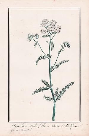 "Achille mille feuilles / Achillea Millefolium" - Schafgarbe yarrow / Botanik botany / Blume flow...