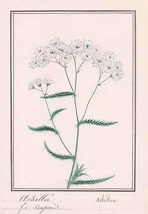 "Achillée / Achillea " - Schafgarbe yarrow / Botanik botany / Blume flower / Pflanze plant
