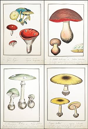 Manuscript collection of drawings of various mushrooms and fungi from France / Handschrift mit Ze...