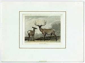 Wapiti Deer. Orig.-Stahlstich von J. Scott nach einer Zeichnung von A. Cooper.