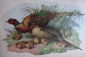 Planche couleur de jacques cartier 1963 POULE FAISANE