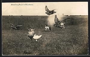 Ansichtskarte Shooting Prairie Chickens, kanadischer Jäger schiesst riesige Rebhühner