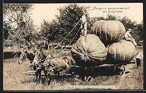 Ansichtskarte Pumpkins grown on our soil are profitable, riesige kanadische Kürbisse