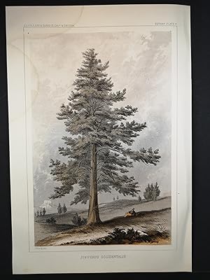 Farblithographie von 1856. Juniperus Occidentalis, Westamerikanischer Wacholder.
