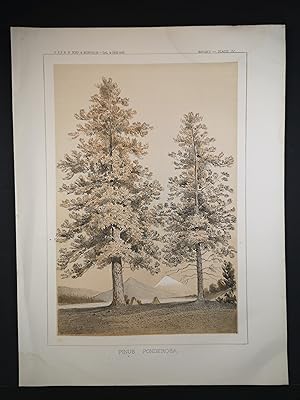Farblithographie von 1856. Pinus Ponderosa, Gelb-Kiefer.