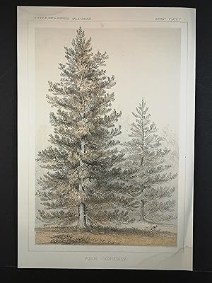 Farblithographie von 1856. Pinus Contorta, Küsten-Kiefer.