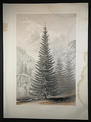 Farblithographie von 1856. Abies Douglassii, Großzapfige Douglasie.