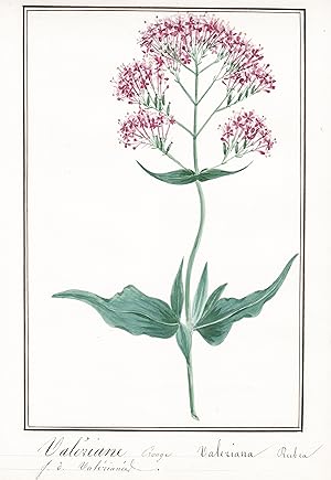 "Valeriane des bois = Valeriana officinialis" - Botanik botany / Blume flower / Pflanze plant