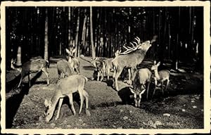 Bild des Verkufers fr Ansichtskarte / Postkarte Moritzburg in Sachsen, Jagdschloss, Wildpark mit Rot, Dam und Schwarzwild zum Verkauf von akpool GmbH