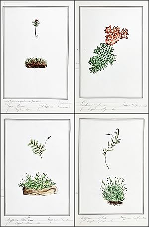 Manuscript collection of drawings of various mosses and lichens. / Handschrift mit Zeichnungen ve...