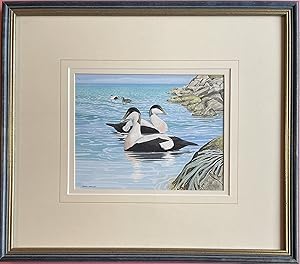 Chris Shields - ORIGINAL WATERCOLOUR OF EIDER DUCK