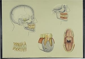 Das menschliche Gebiß.