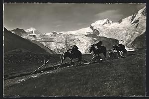 Ansichtskarte Saas-Fee, Maultiere mit Posttaschen in den Bergen