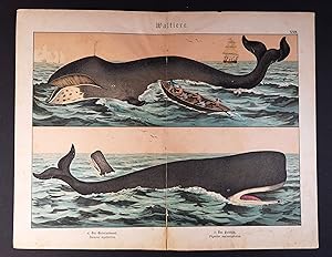 Farblithographie um 1875. Grönlandwal. Der Pottfisch. Waltiere.