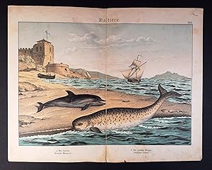 Farblithographie um 1875. Waltiere. Der Narwal. Der gemeine Delphin.