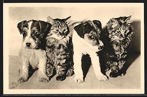 Ansichtskarte Tierschutzverein für Wien, Terrierwelpen und Kätzchen
