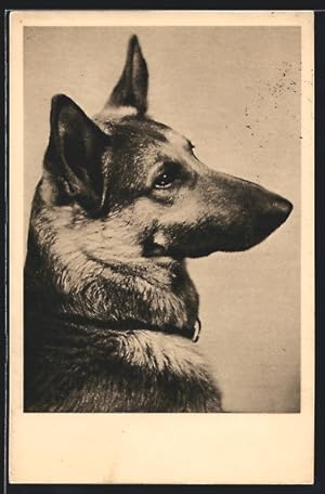 Ansichtskarte Schäferhund, Seitenportrait, Tierschutz Wien