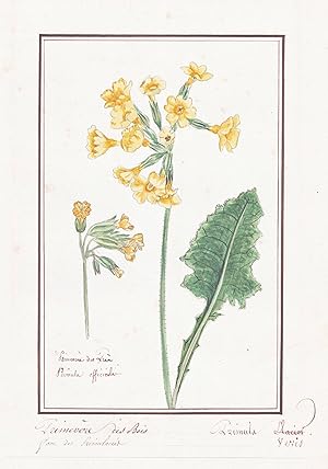 "Primevere des Bois / Primula veris" - Echte Schlüsselblume cowslip Primel primrose / Botanik bot...