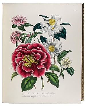 Image du vendeur pour Complete Series of The Ladies' Flower-Garden and British Wild Flowers mis en vente par Donald A. Heald Rare Books (ABAA)