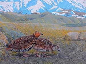 Seller image for New Zealand Quail (Coturnix novaezelandiae). for sale by Andrew Isles Natural History Books