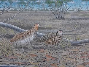 Seller image for Stubble Quail (Coturnix pectoralis). for sale by Andrew Isles Natural History Books