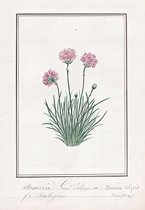 "Armerie, Gazon d'Olympe = Armeria Vulgaris" - Grasnelke lady's cushion / Botanik botany / Blume ...