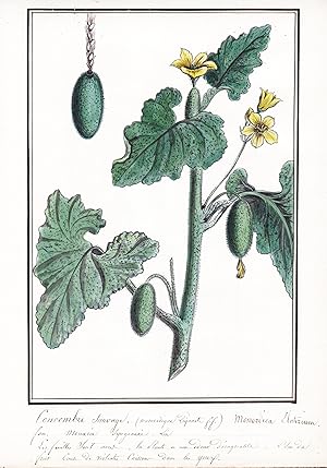 Seller image for Concombre Sauvage / Momordica Elaterium" - Spritzgurke Eselsgurke squirting cucumber or exploding cucumber / Botanik botany / Blume flower / Pflanze plant for sale by Antiquariat Steffen Vlkel GmbH