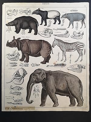 Altkolorierte Lithographie v. 1843. Schweine. Flusspferd, Nashorn, Zebra, Elefant.