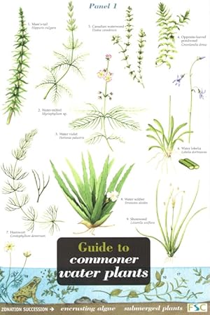 Bild des Verkufers fr Guide to Commoner Water Plants (Identification Chart) zum Verkauf von PEMBERLEY NATURAL HISTORY BOOKS BA, ABA