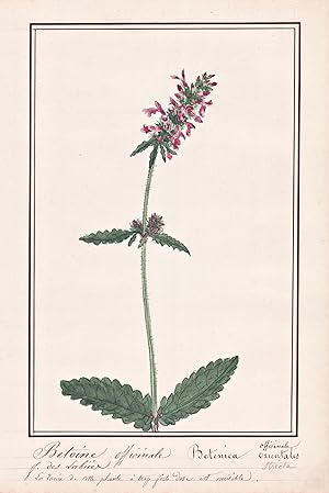 "Betoine officinale / Betonica officinalis" - Betonie betony / Botanik botany / Blume flower / Pf...