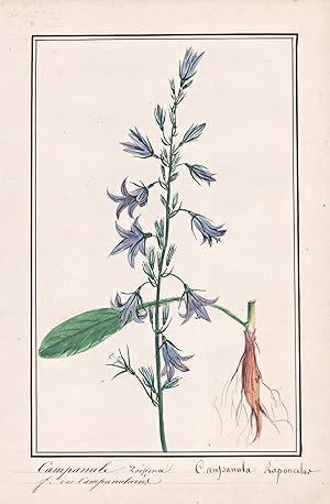 "Campanule Raiponce / Campanula Rapunculus" - Rapunzel-Glockenblume rampion bellflower rapunzel /...