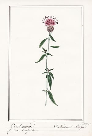 "Centauree / Centaurea" - Flockenblume centaury starthistles / Botanik botany / Blume flower / Pf...