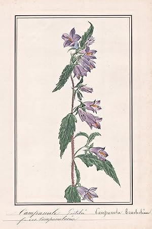 "Campanule Gautelee / Campanula Trachelium" - Nesselblättrige Glockenblume nettle-leaved bellflow...