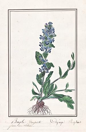 "Bugle Rampante = Ajuga reptans" - Guldengünsel blue bugle Kriechende Günsel / Botanik botany / B...