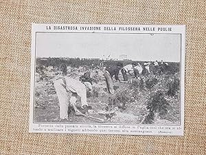 Seller image for La disastrosa invasione della Filossera nei vitigni della Puglia nel 1914 for sale by LIBRERIA IL TEMPO CHE FU