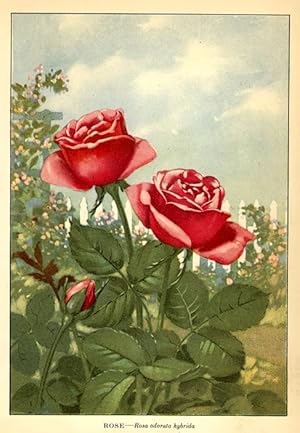 Roses, Country Cottage Flower Garden 1920's Old Fashioned Botanical Lithograph