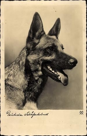Ansichtskarte / Postkarte Schäferhund, Hund, Tierportrait