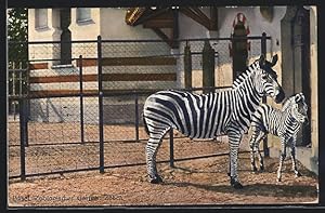 Ansichtskarte Basel, Zoologischer Garten, Zebra