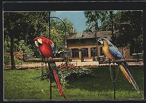 Ansichtskarte Basel, Zoologischer Garten, Papagei