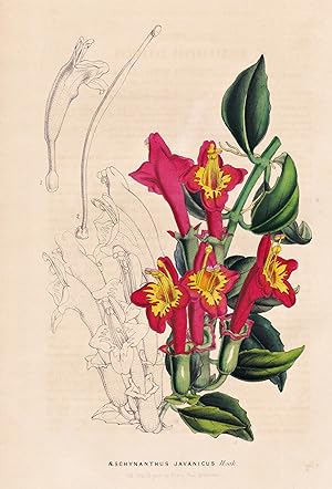 Seller image for "Aeschynanthus Javanicus" - Java / Blume flower flowers Blume Botanik botanical botany for sale by Antiquariat Steffen Vlkel GmbH