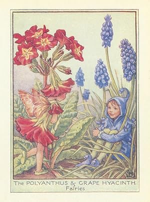 The Polyanthus & Grape Hyacinth Fairies