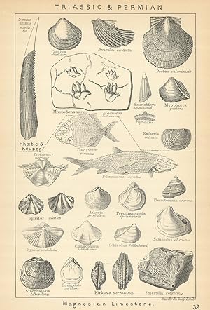 Triassic & Permian - Magnesian Limestone